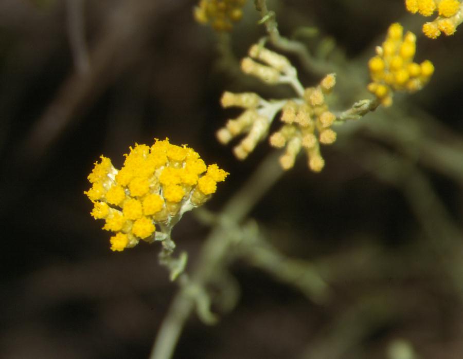 Helichrysum  italicum / Elicrisio